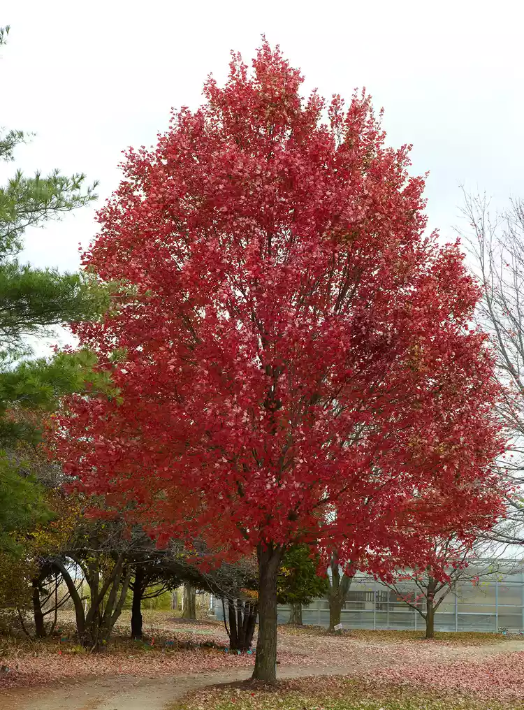 Here’s How Quickly a Red Maple Tree Grows to Full Size