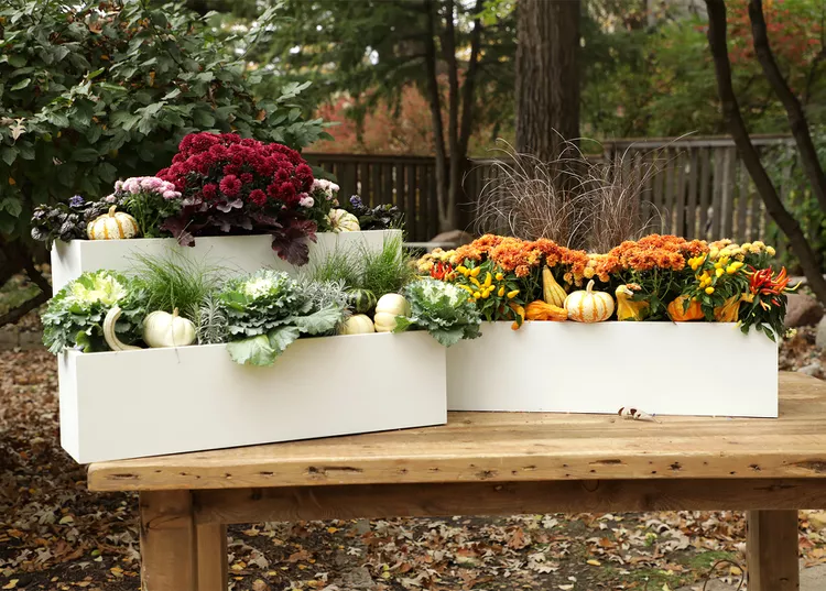 Our Best Tips for Creating Beautiful Fall Window Boxes 