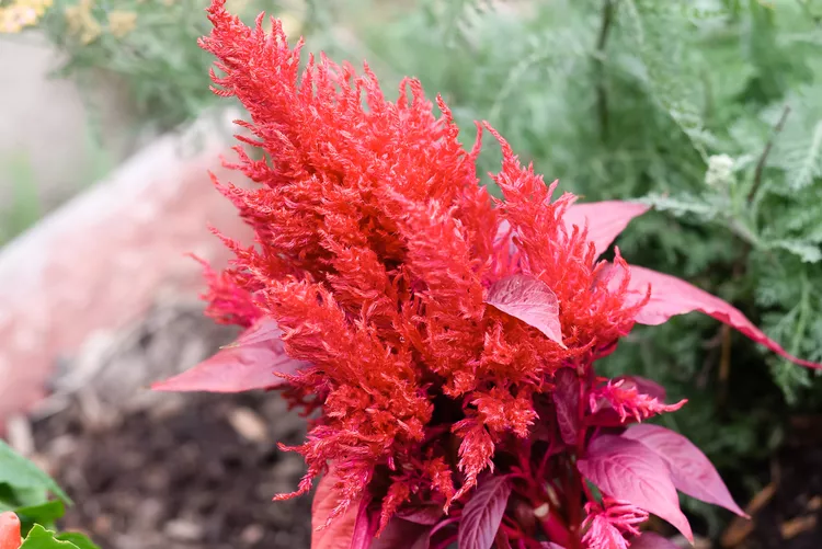 15 Best Fall Flowers for Pots to Enjoy Some Late-Season Color