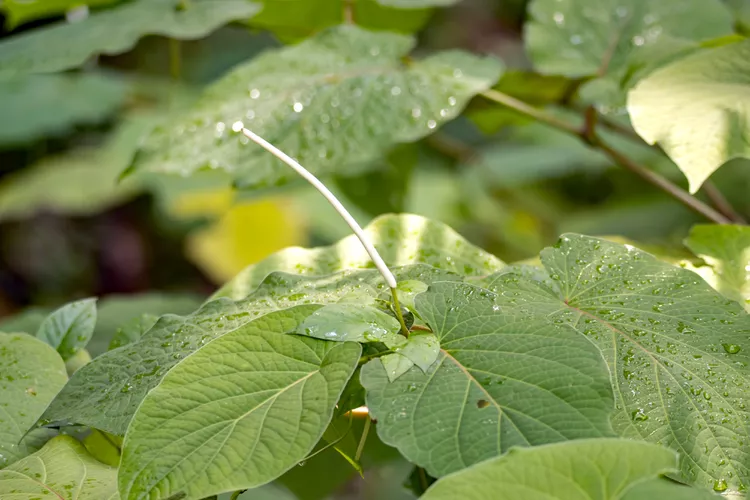 How to Plant and Grow Root Beer Plant