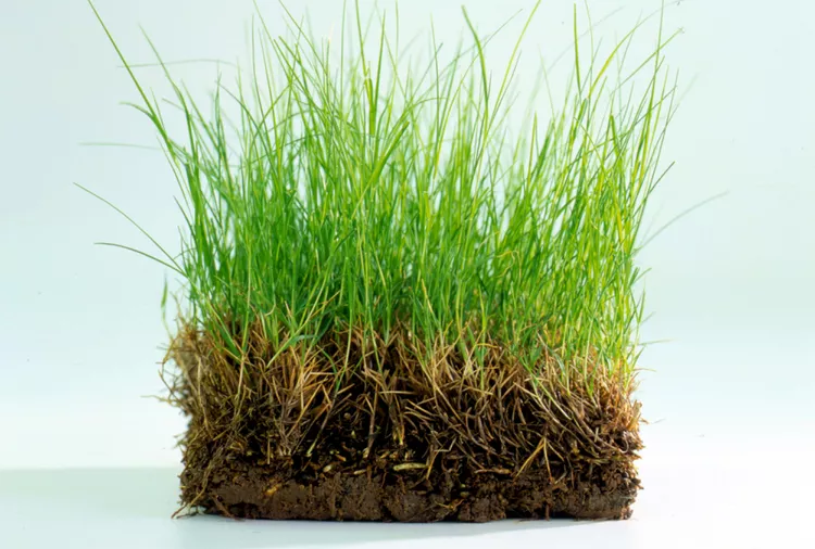 How to Plant and Grow Bermudagrass for a Lush Lawn