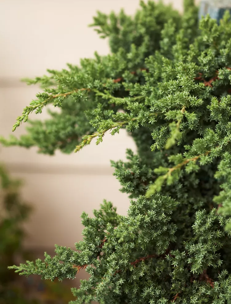 How to Plant and Grow Juniper