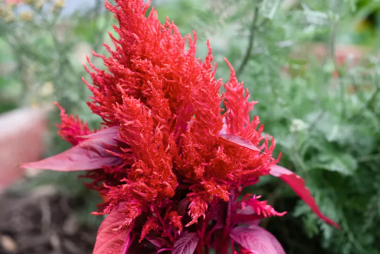 How to Plant and Grow Celosia