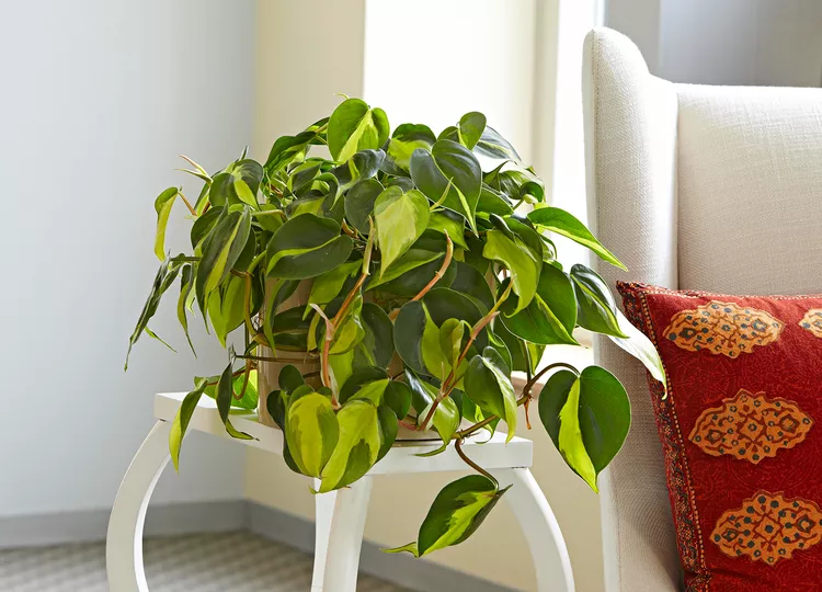 How to Plant and Grow Philodendron