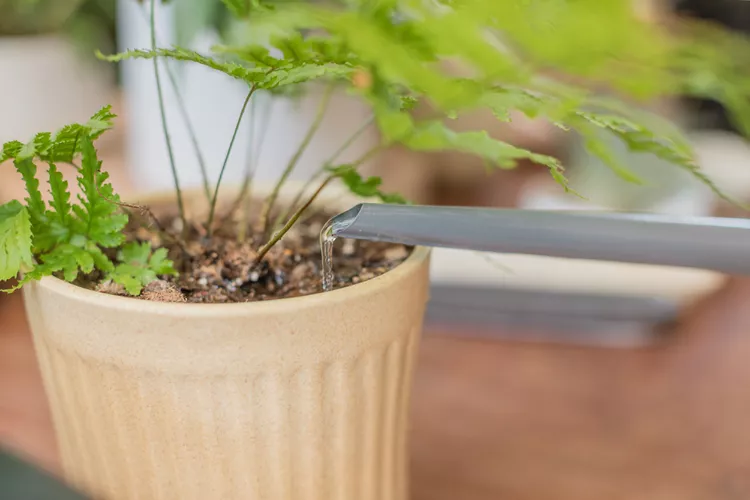 Should You Be Using Tap Water for Houseplants? Here's What Experts Say