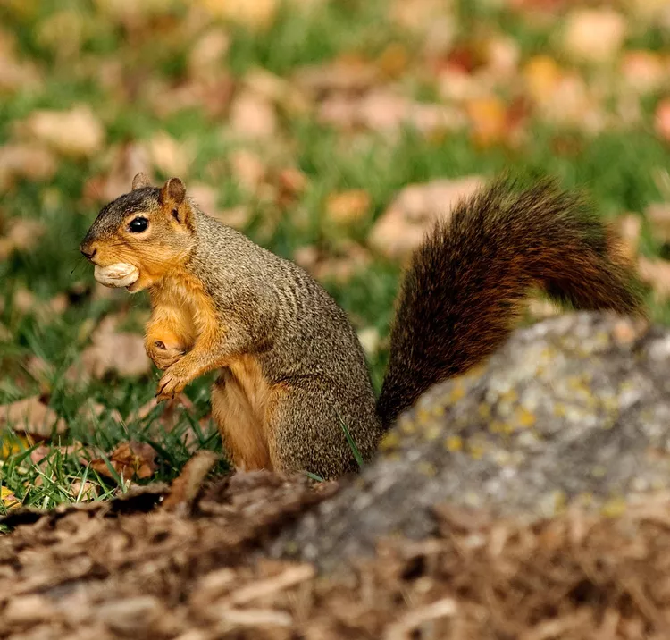 How to Keep Chipmunks Out of the Garden—and Squirrels, Too