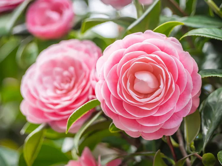 6 Little-Known Camellia Facts Explain Why This Shrub Is So Popular