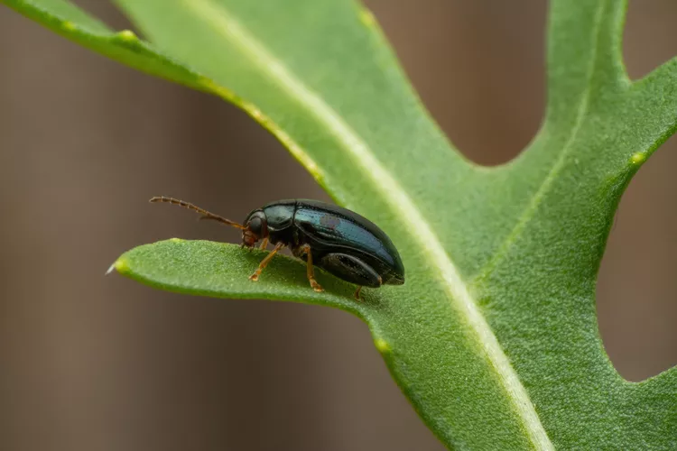 How to Get Rid of Flea Beetles in Your Garden