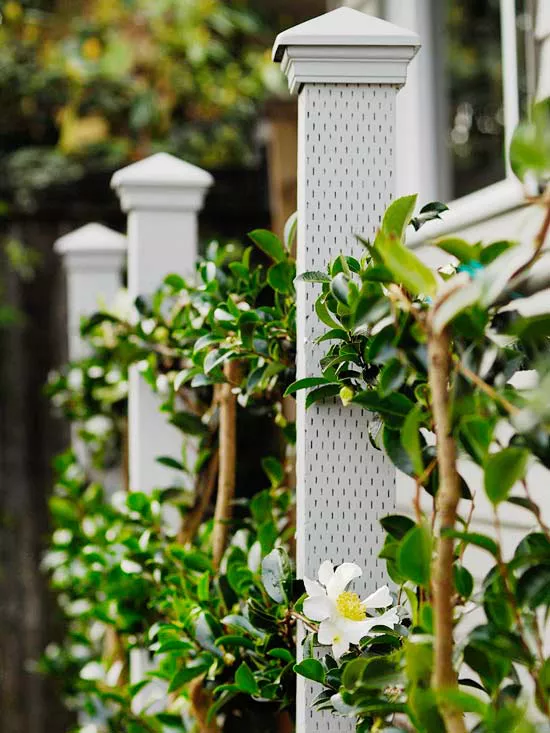 How to Build a Living Fence for Privacy and Beauty