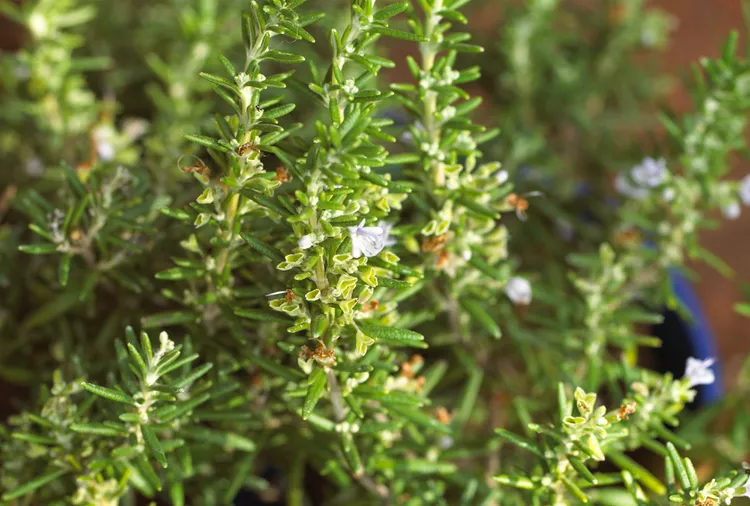 How to Grow and Care for Rosemary in Winter