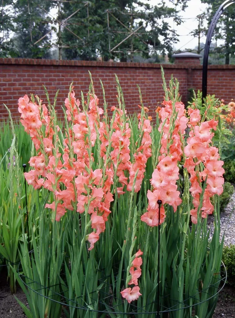 How to Plant and Grow Gladiolus