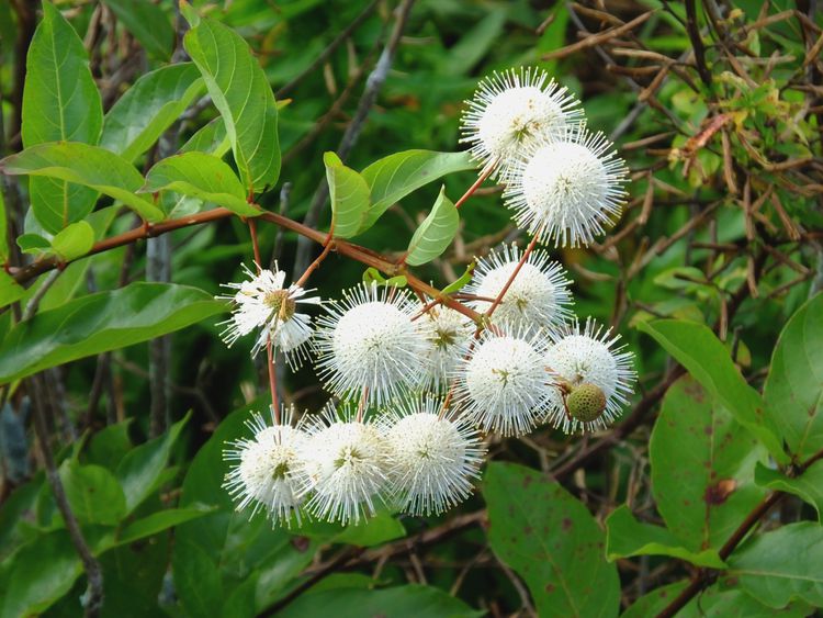 How to Plant and Grow Buttonbush