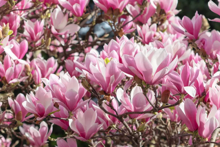 10 Stunning Types of Magnolia Trees and Shrubs for Your Landscape