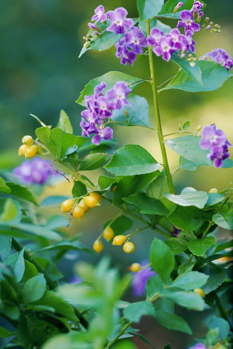 How to Plant and Grow Duranta