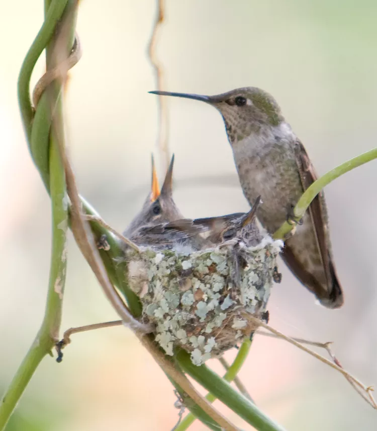 How to Make a DIY Hummingbird Feeder with a Mason Jar