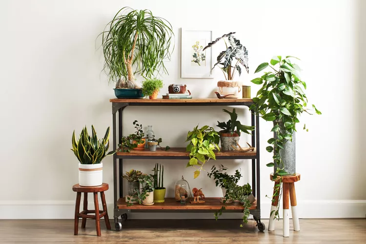 6 Common Houseplant Care Mistakes You're Probably Making, And How to Avoid Them