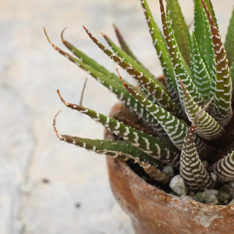 How to Plant and Grow Haworthia