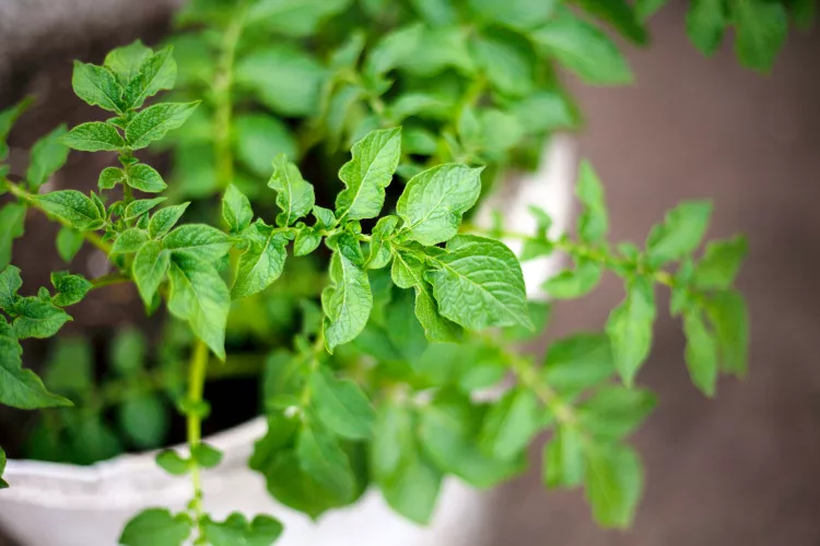 How to Plant and Grow Potatoes in a Container 