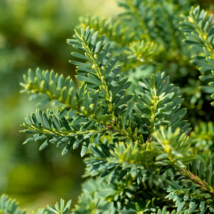 21 Best Types of Evergreen Shrubs to Grow for Year-Round Color