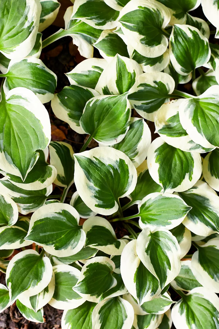 How to Grow Hostas from Seed in 7 Easy Steps