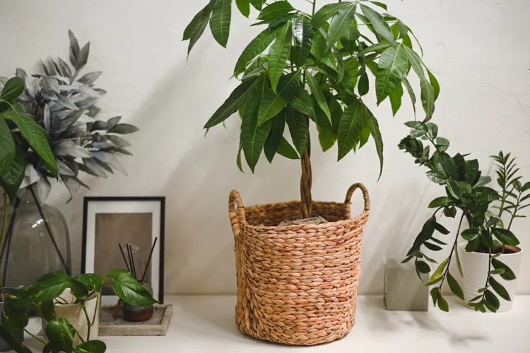 How to Grow and Care for a Money Tree Indoors