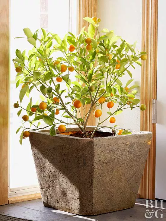 Everything You Need to Know About Growing Fruit Indoors