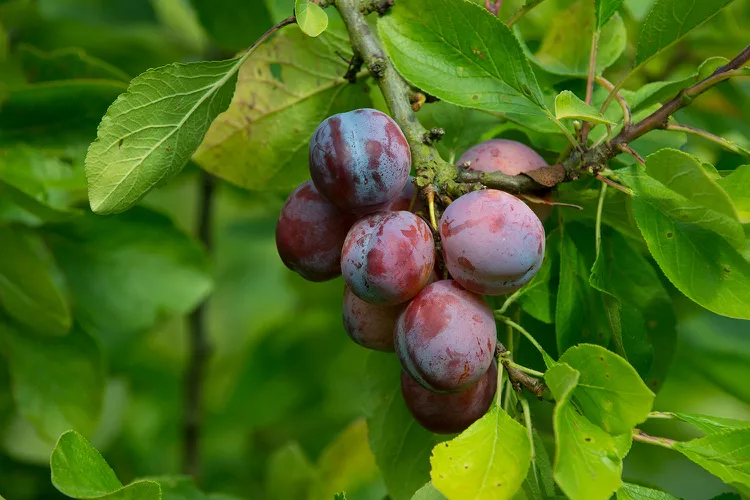 How to Prune Plum Trees