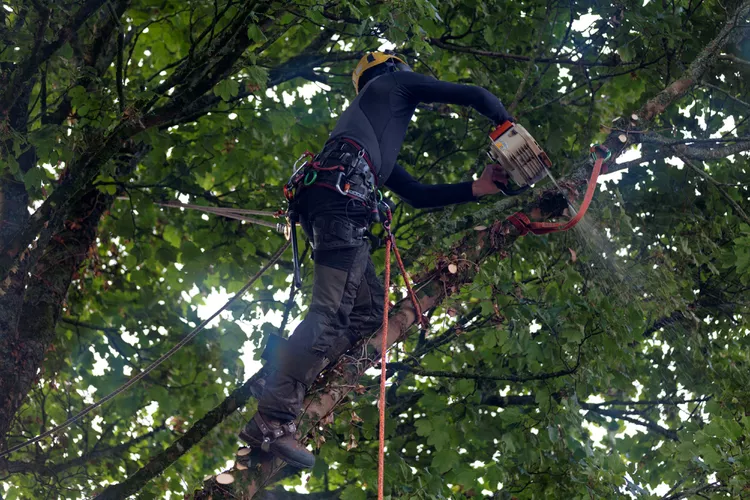 What Is an Arborist, and When Do You Need One?