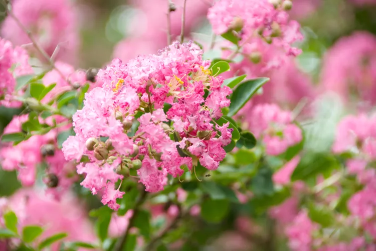 6 Must-Know Tips for Pruning Crape Myrtle Trees Correctly