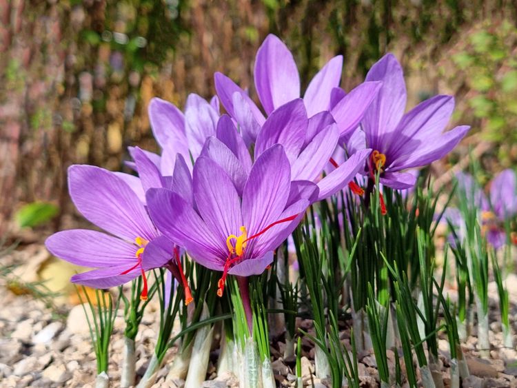 How to Plant and Grow Saffron