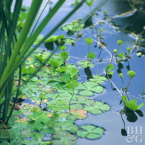 How to Plant and Grow Water Clover