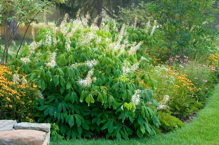 How to Plant and Grow Bottlebrush Buckeye 