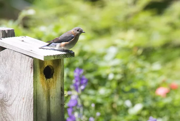 How to Attract Birds to a Birdhouse 