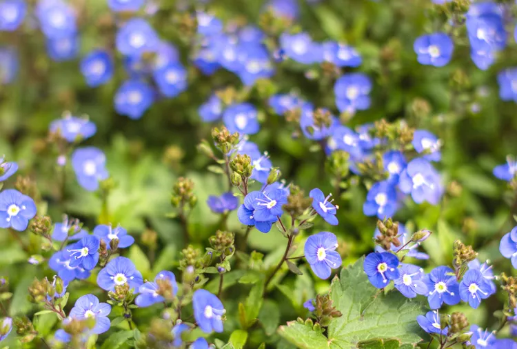 14 Weeds with Purple Flowers You Need to Know