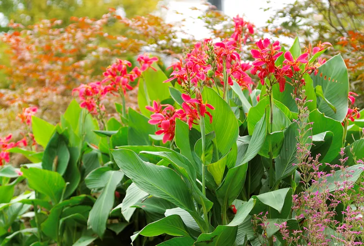 8 Must-Know Tips for Properly Planting Cannas from Rhizomes