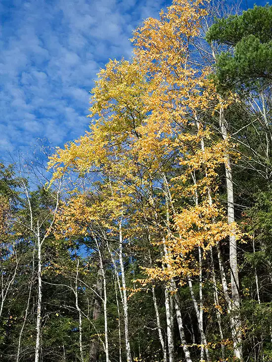 How to Plant and Grow a Quaking Aspen Tree