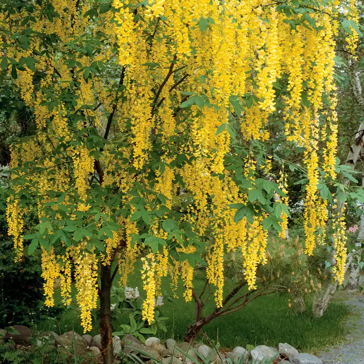 19 Small Trees for Front Yards That Explode with Color