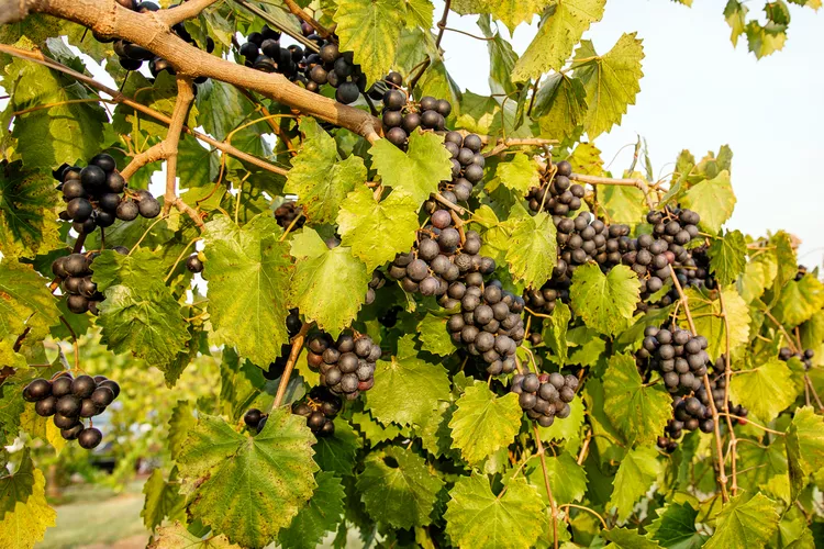 How to Plant and Grow Muscadine Grapes