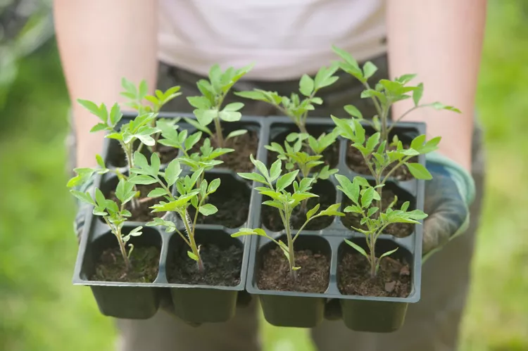 How to Harden Off Seedlings Before Transplanting Them Into Your Garden