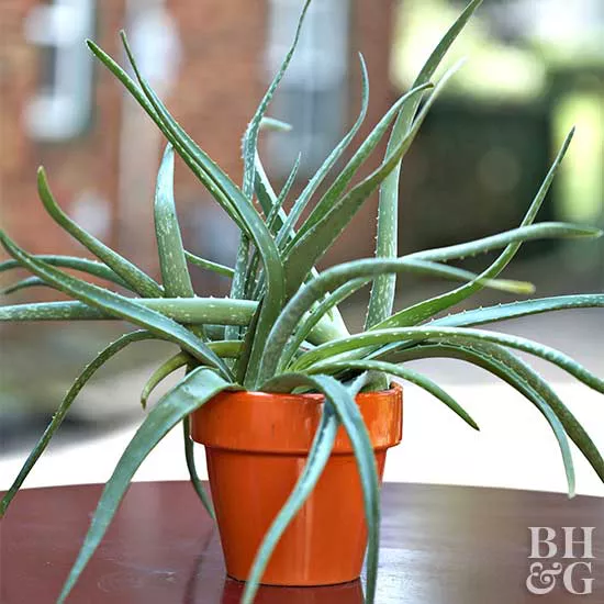 How to Plant and Care for Aloe Vera