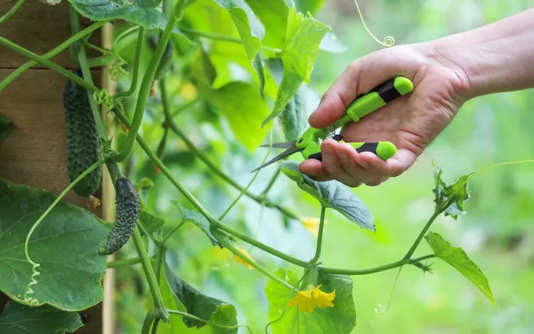 8 Must-Know Tips for Pruning Cucumber Plants to Boost Your Harvest