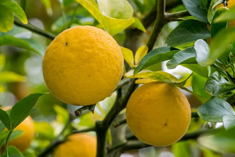 How to Plant and Grow Trifoliate Orange 