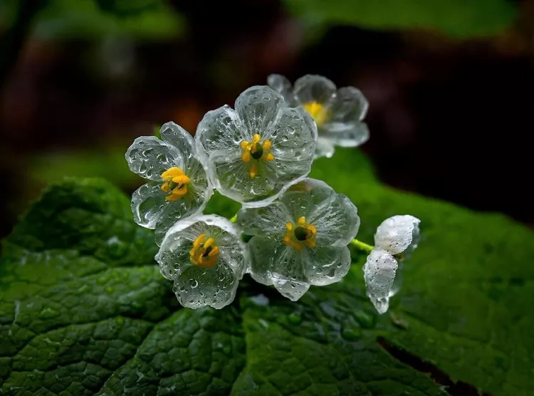 How to Plant and Grow Skeleton Flower