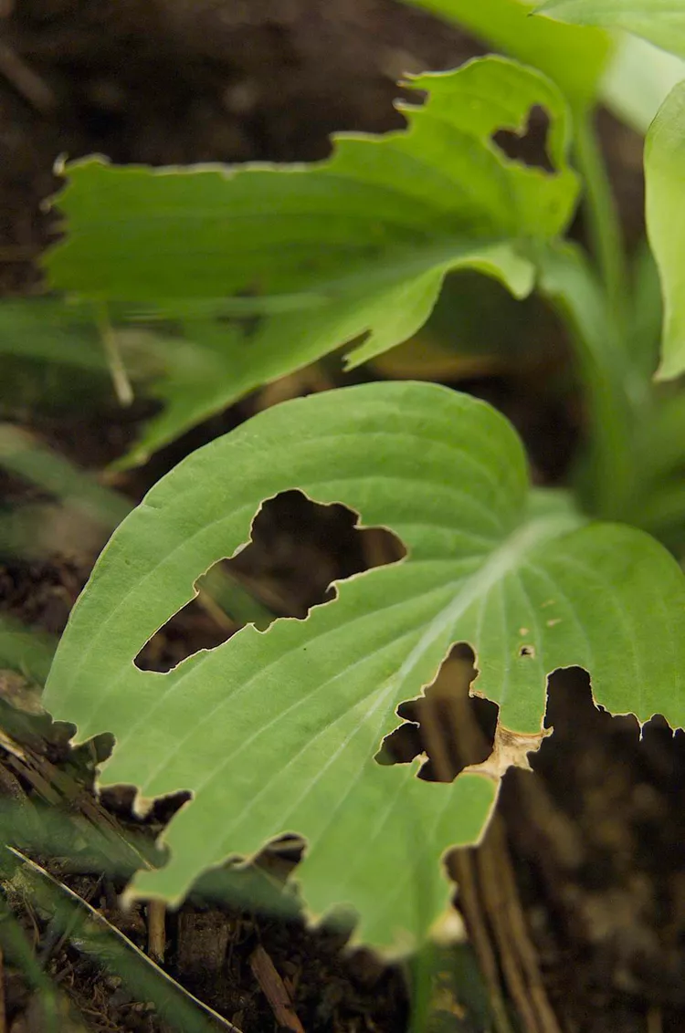 How to Stop Slugs from Chewing Holes in Hosta Leaves