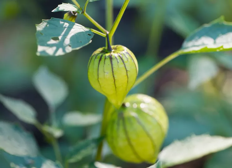 How to Plant and Grow Tomatillo Plants
