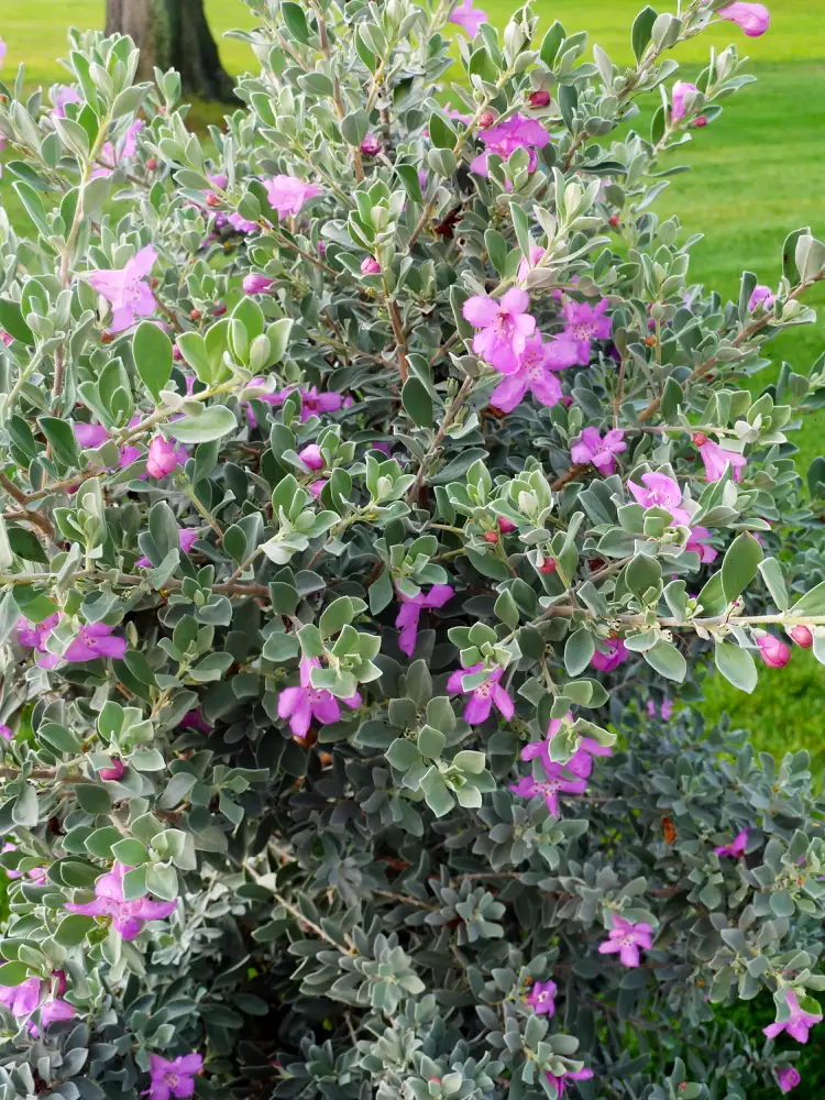 How to Plant and Grow Texas Sage 