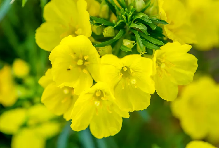 How to Plant and Grow Sundrops for a Splash of Gold in Your Garden