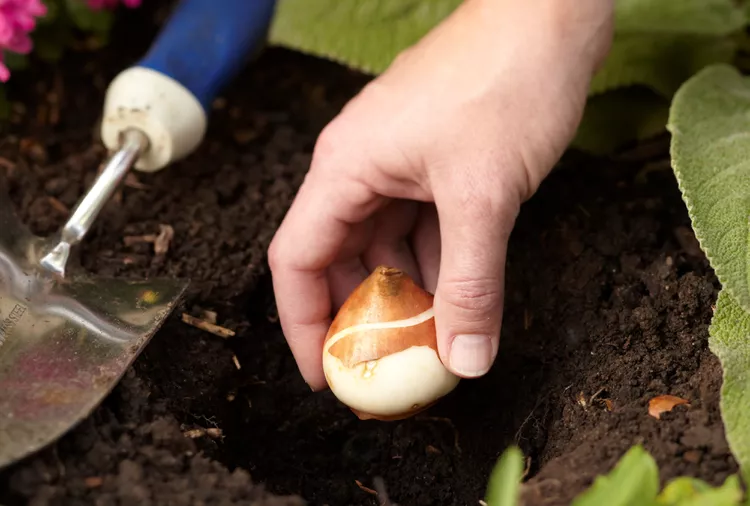 How and When to Plant Tulip Bulbs for a Colorful Spring 