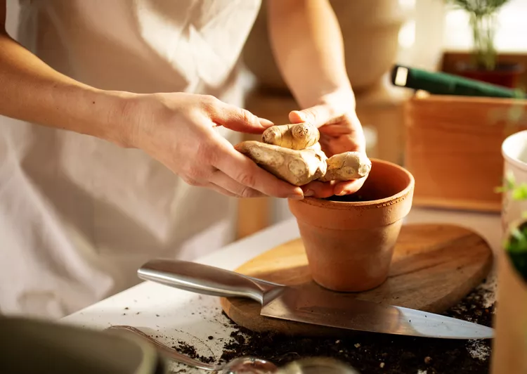 How to Grow Ginger Root Indoors in 4 Simple Steps