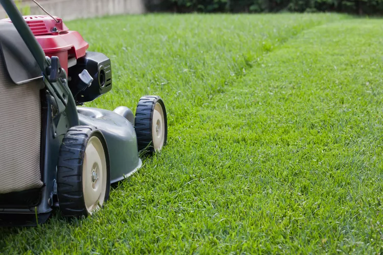 How Often Should You Mow Your Lawn? 8 Tips to Time It Right